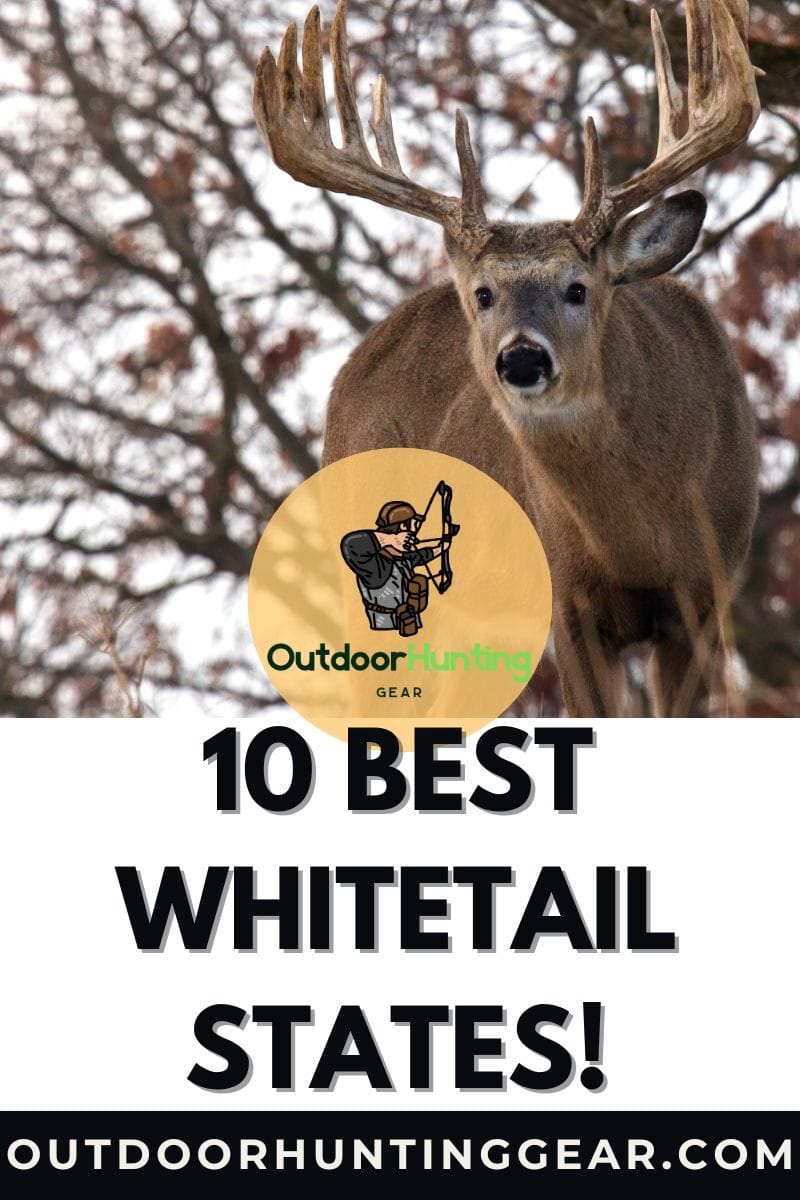 Whitetail deer in a field at sunset – best whitetail states. - by: Outdoor Hunting Gear | OutdoorHuntingGear.com