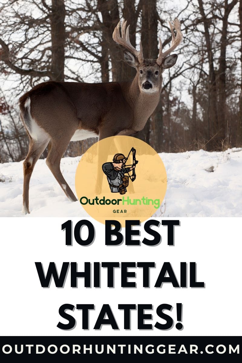 Trophy whitetail buck in the wild – best whitetail deer states. - by: Outdoor Hunting Gear | OutdoorHuntingGear.com