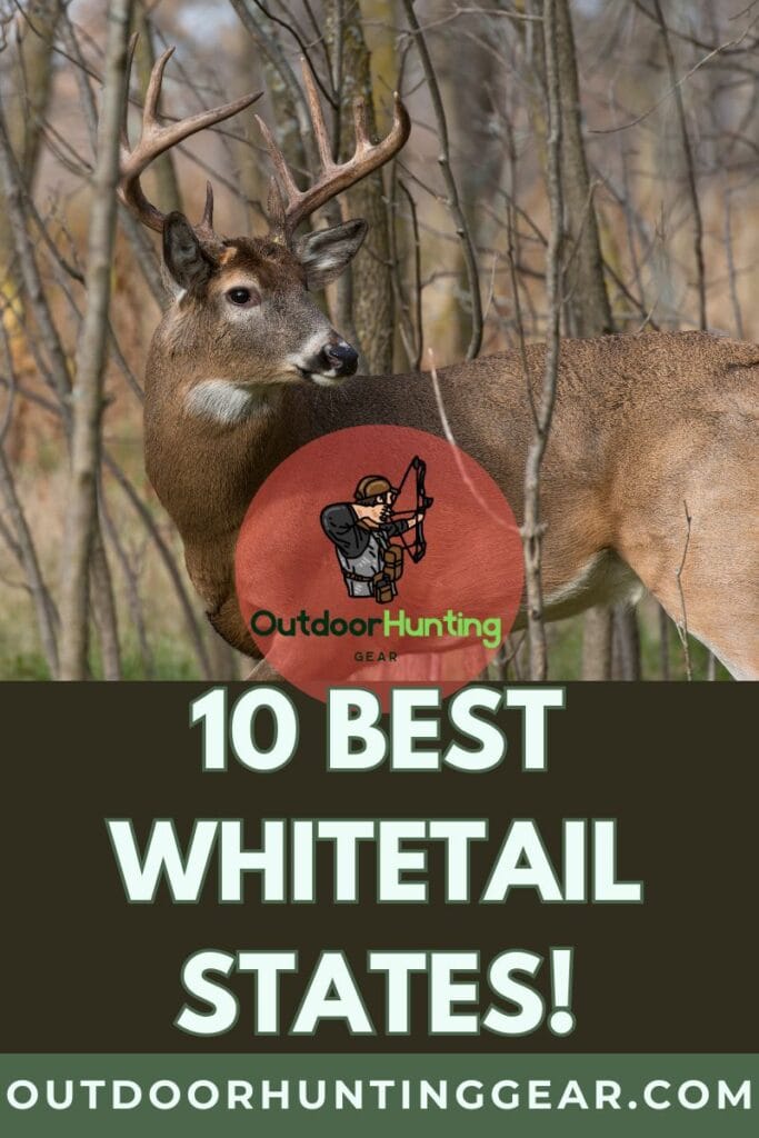 Whitetail deer standing in a field – best whitetail states and best whitetail deer locations for hunting. - by: Outdoor Hunting Gear | OutdoorHuntingGear.com